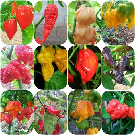 the worlds hottest peppers 120 seeds pepper johnny s