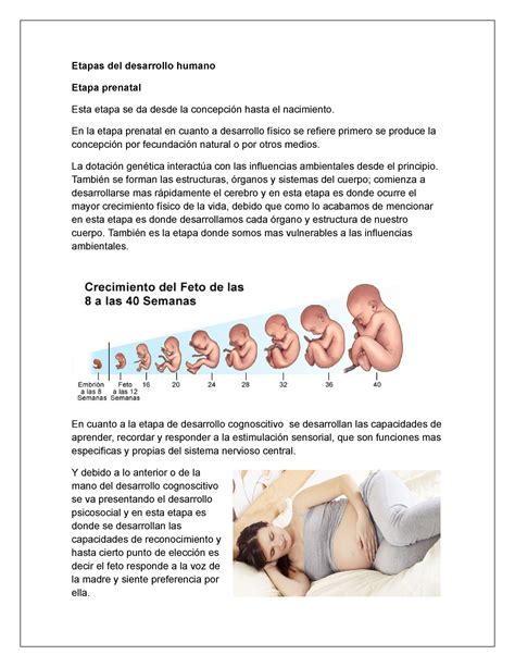 Etapas Del Desarrollo Humano En La Etapa Prenatal En Cuanto A