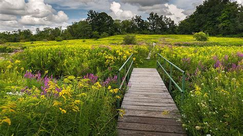 Summer Field Of Wildflowers Connecticut Blossoms Clouds Landscape