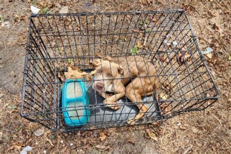 Dog Found Abandoned In Cage Too Small To Stand After Owner Moves Out