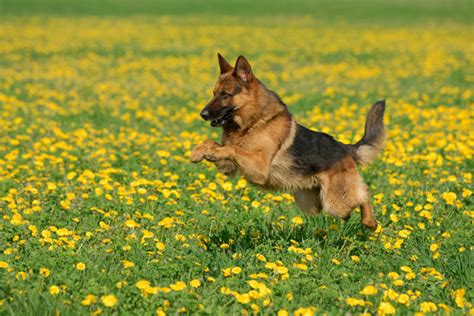 2 German Shepherd Popular Dog Breeds American Kennel Clubs Top 10