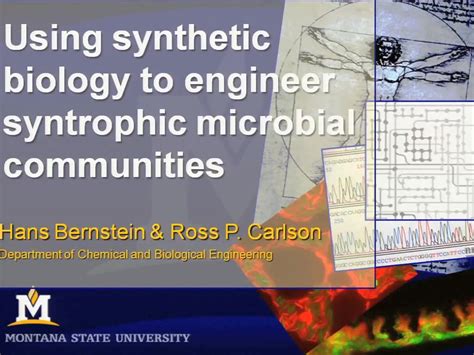 Using Synthetic Biology To Engineer Syntrophic Microbial Communities