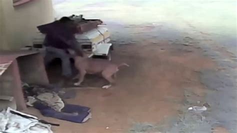 Watch An Animal Saved My Life Dogs Launch 3 Way Attack On Would Be