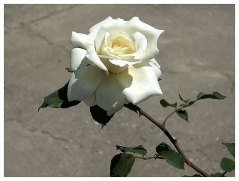 Un Paseo Por Mi Vida Rosas Blancas Frescas Y Bellas