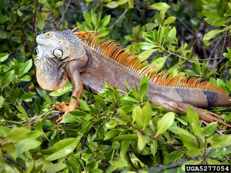 Green Iguana Iguana Iguana Squamata Iguanidae 5277054