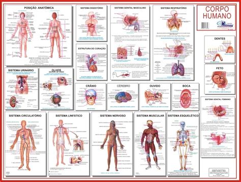 Mapa Sistemas Do Corpo Humano 090 X 120m R 1390 Em Mercado Livre