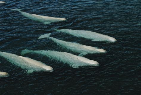 Cat Pathogens Found In Arctic Belugas Focusing On Wildlife