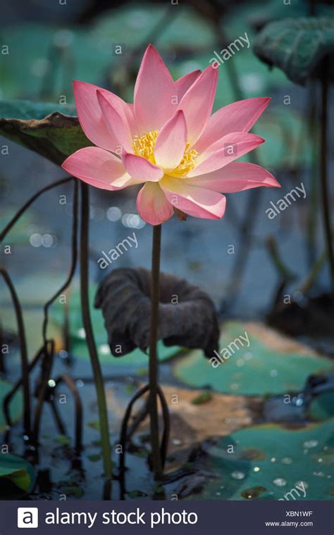 Lotus Flower India Stock Photos And Lotus Flower India Stock Images Alamy