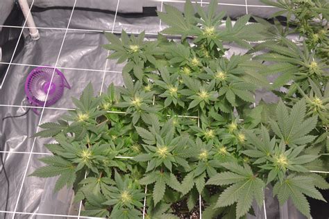 Some growers may prefer smaller plants to fit in cramped spaces, while others may seek larger plants to maximize their outdoor yield. How do I get huge giant cannabis plants? | Grasscity ...