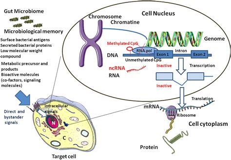 Frontiers The Microbiological Memory An Epigenetic Regulator