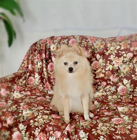 Puppies for sale by owner in miami. Pomeranian Puppies For Sale | Miami, FL #328213 | Petzlover