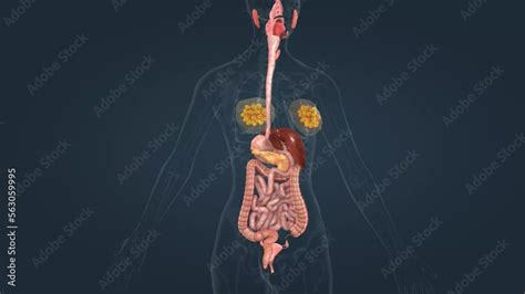 The Human Digestive System Consists Of The Gastrointestinal Tract Plus