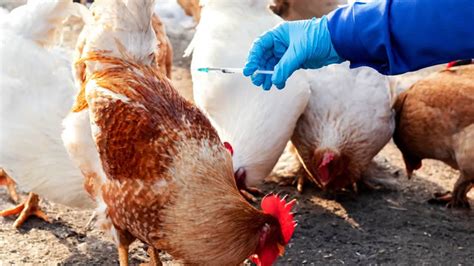 Bird Flu On Chickens Symptoms And Prevention