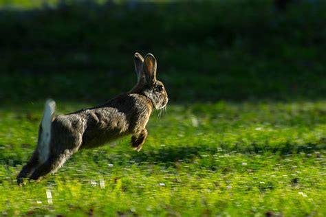 Rabbit Hopping Stock Photos Pictures And Royalty Free Images Istock