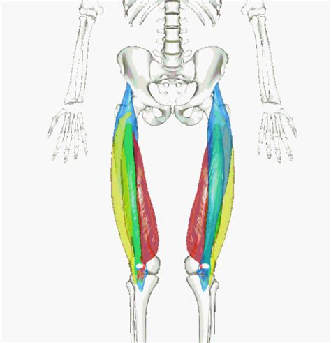 Chapter Muscular System Human Biology