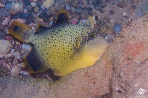 Yellow Margin Triggerfish Facts And Photographs Seaunseen