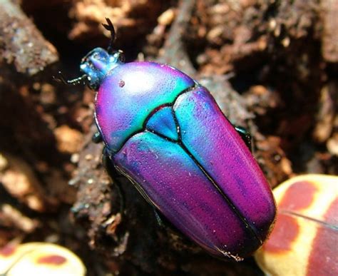 5 Of The Most Beautiful Bugs On The Planet Featured Creature