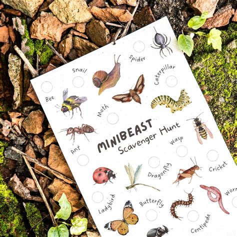 Minibeast Scavenger Hunt Printable Insect Checklist Nature Walk