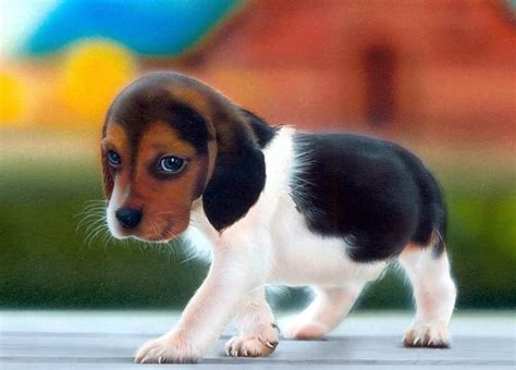 Beagle Puppy Wallpapers Wallpaper Cave