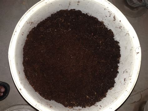 Do venus flytraps actually eat flies? Experiences with my Venus flytrap