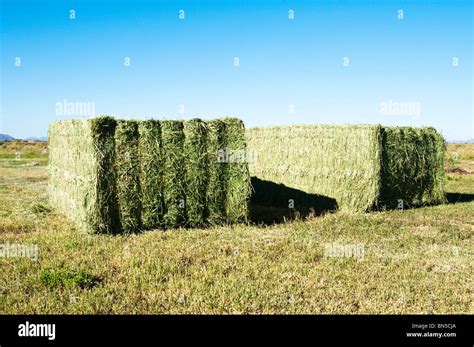 Alfalfa Hay Field Hi Res Stock Photography And Images Alamy