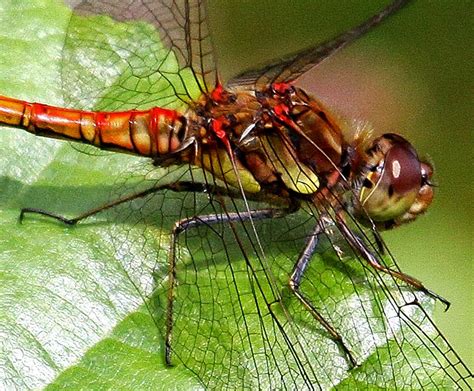 Michael Foley Natural History © Dragonfly Ruddy Darters And Common