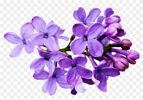 Flores Moradas Png Lavender Color Flower Png Transparent Png