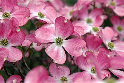 Cornus Florida Rubra Tree 20 Seeds Pink Flowering Hardy