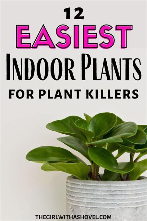 Top Ten Hard To Kill Houseplants In 2020 Plants Indoor Plants Plant