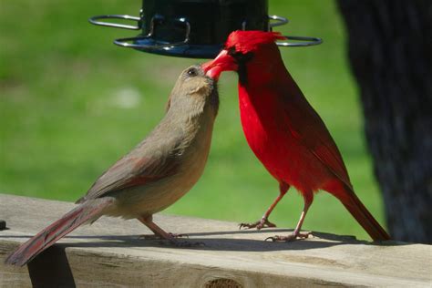 Northern Cardinal Pair Wildlifephotography