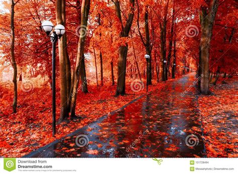 Autumn Landscape Red Autumn Trees And Fallen Autumn Leaves On The Wet