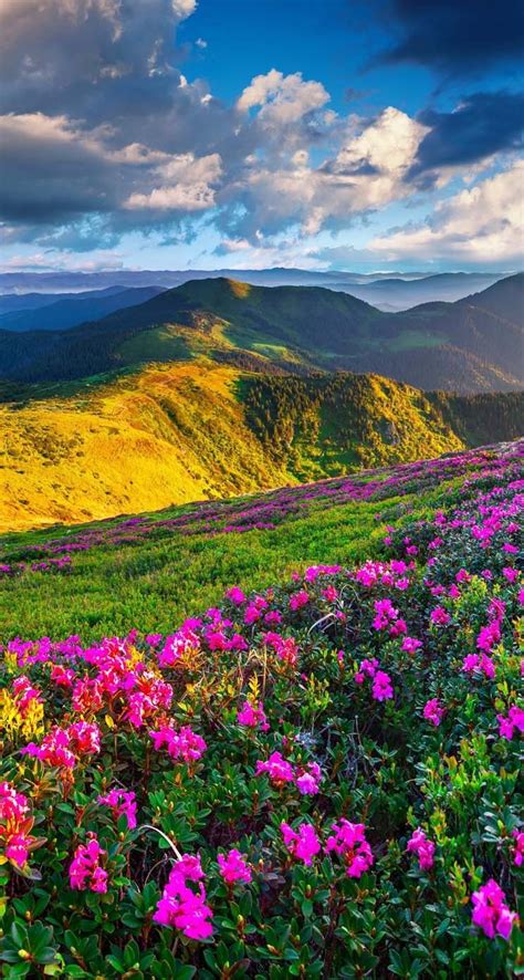 Beautiful Landscape With Beautiful Flowers ️ ️ ️ Beautiful Nature