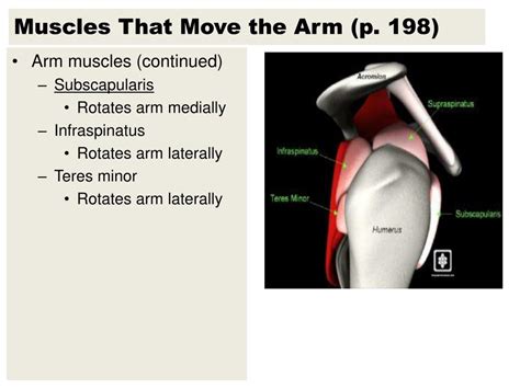 Those that are closest to the shoulder are the thickest and strongest. PPT - Names of Muscles are Descriptive PowerPoint Presentation, free download - ID:2017536
