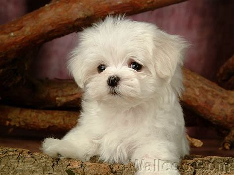 Lovely Little White Fluffy Puppy 1920120013