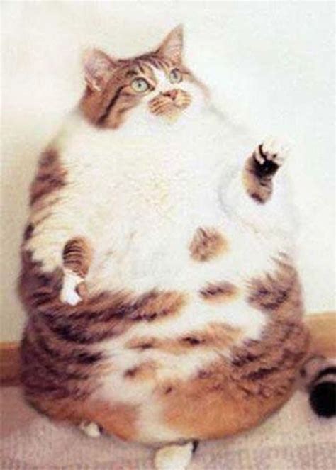 Lindos Gatos Que Estão Acima Do Peso Fat Animals Fat Cats Cat Pics