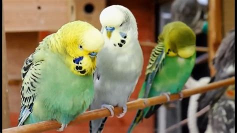Help Lonely Budgies To Chirp Nature Parakeets Bird Sound 9 Hour Budgie