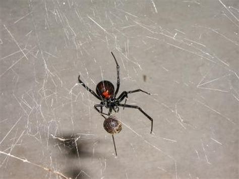 Poisonous Spiders In Ohio With Pictures Ehow