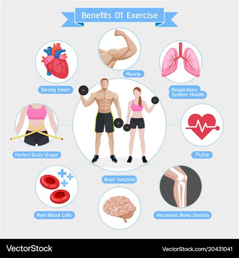 Benefits Exercise Diagram Royalty Free Vector Image