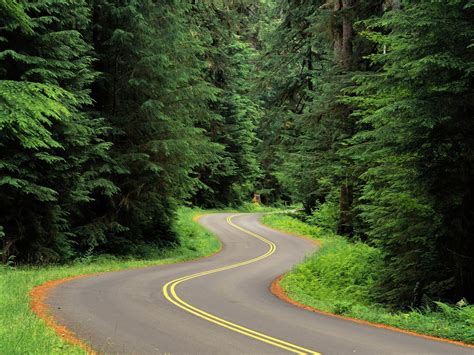 Nature Landscape Trees Forest Grass Road Twist