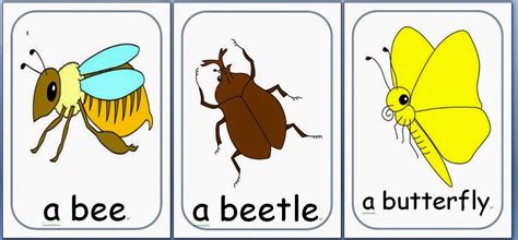 Teacher Perfect Esl Flashcards Insects Vocabulary