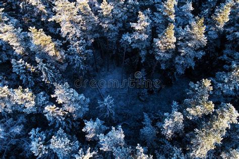 Snowy Boreal Forest Stock Photo Image Of Natural Environment 17848448
