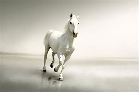 Fondos De Pantalla 600x397 Caballo Blanco Correr Animalia Descargar