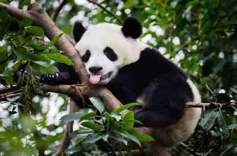 Do Giant Pandas Live In Dens Must Read
