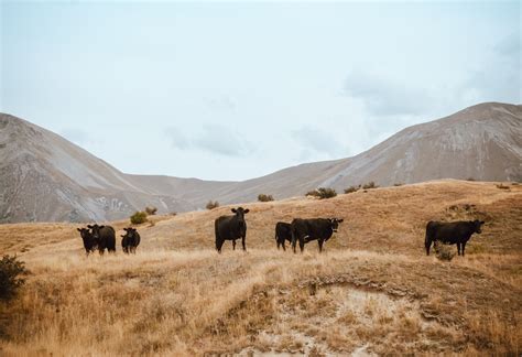 Herd Of Cattle On Brown Grass Mountain Under White Sky · Free Stock Photo