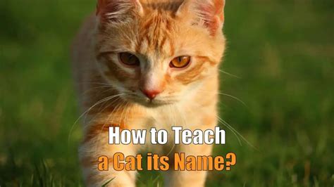 Do Cats Know Their Name Unlocking The Mystery Best Cat Adviser