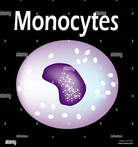 La Estructura Del Monocito Células Sanguíneas Monocitos Inmunidad De