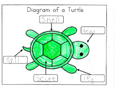 Nonfiction Writing Turtles Reptiles Reptiles Actividades With
