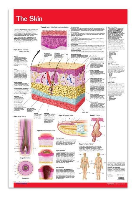 Skin Poster 24 X 36 Laminated Quick Reference