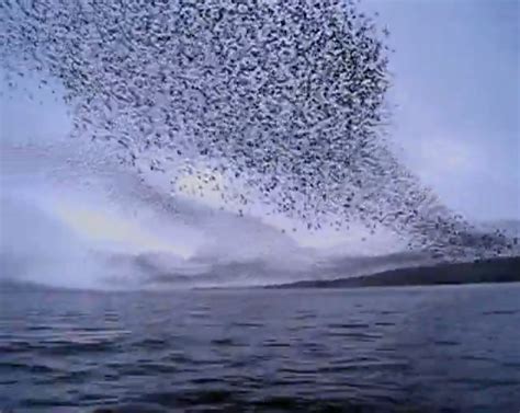 A Collection Of Starlings Is Called A Murmuration Coyote Gulch