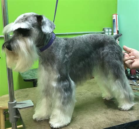 Schnauzer Style Dog Grooming Grooming Dogs